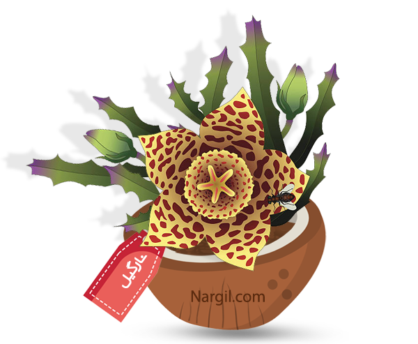 Nargil_Stapelia Gigantea